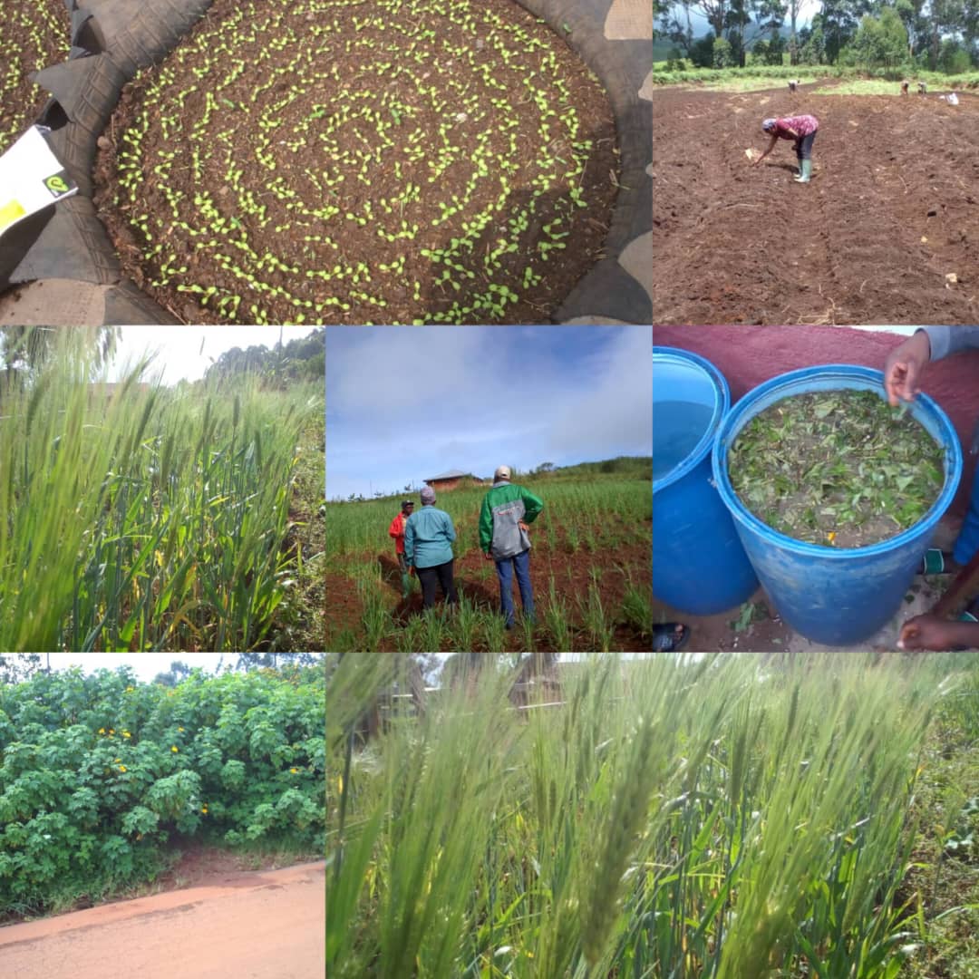 Exploring the Wheat Value Chain:
From Seed to Snack, Sustainability Meets Nutrition